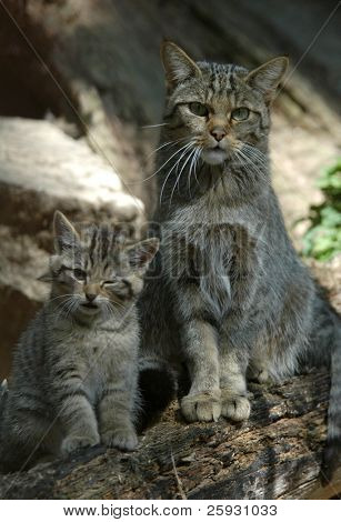 Европейский лесной кот (Felis silvestris silvestris) с котенка