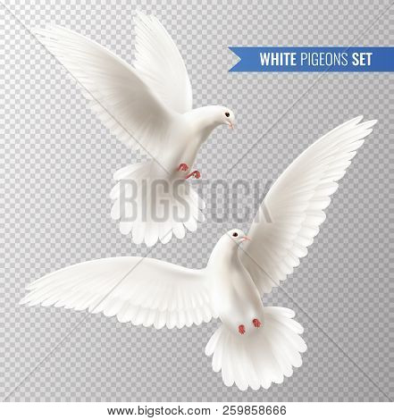 White Dove Transparent Set With Peace Symbols Realistic Isolated Vector Illustration