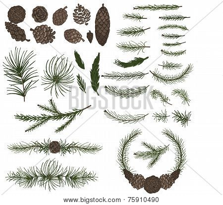 Various pine,spruce branches ,cones