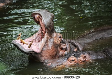 Hippopotamus