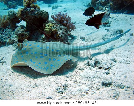 Blue Spotted Stingray, Bluespotted Ribbontail Ray. A Beautiful Stingray With Large Bright Blue Spots