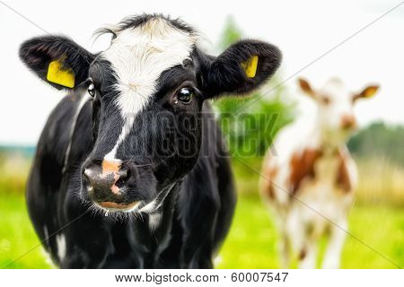 Calfportrait