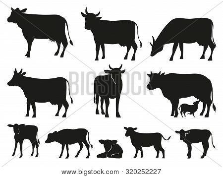 Cow Silhouette. Black Cows And Calf Mammal Animals. Pictogram. Farm Livestock Cow Pictogram Or Count