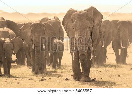 Loxodonta africana, African bush elephant.