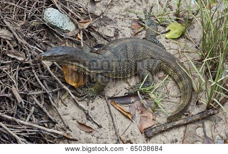 Monitor lizard (Varanus salvator)