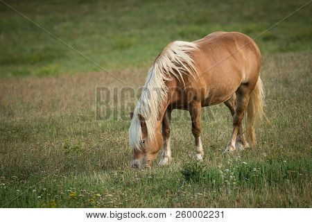 Horse Eating In Meadow. Horse Walking In Field. Horse On Nature. Portrait Of A Horse, Brown Horse. H