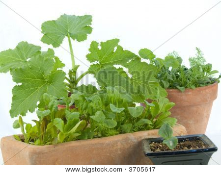 Indoor Gardening