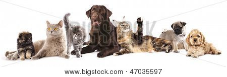  Group of cats and dogs in front of white background