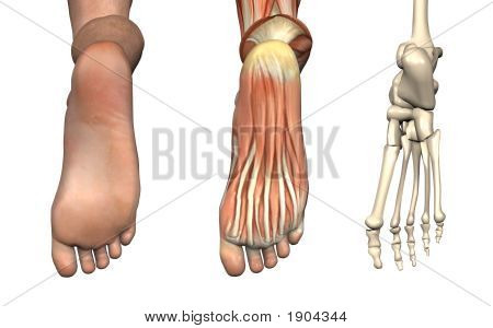 Anatomik bindirmeleri - ayak dibinde