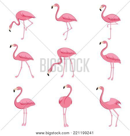 Cartoon pink flamingo vector set. Cute flamingos collection. Flamingo animal exotic, nature wild fauna illustration