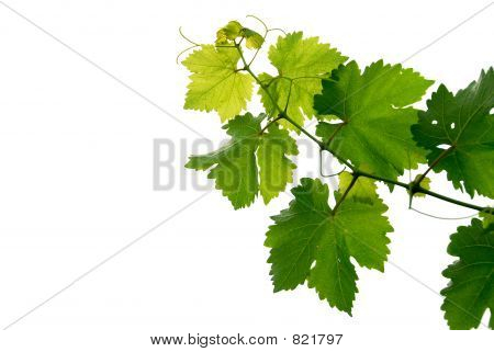 Grape vine