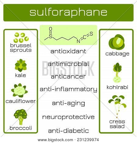 Infographics. Sulforaphane Organic Compound Of Plant Origin With Anti-cancer And Antibacterial And O