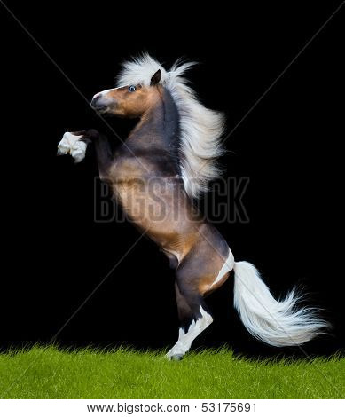 horse reared on black background, isolated, Miniature horse.