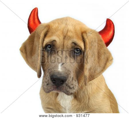 Devil Dog