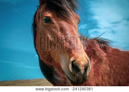 Horse On Nature. Portrait Of A Horse, Red Horse