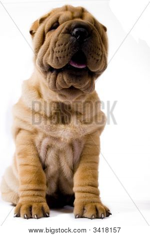 Funny Sharpei