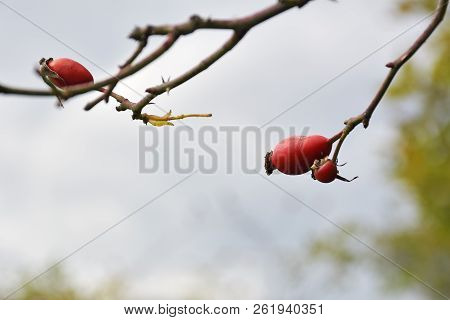 Red Rose-hips. Hips Bush With Ripe Berries. Berries Of A Dogrose On A Bush. Fruits Of Wild Roses. Th