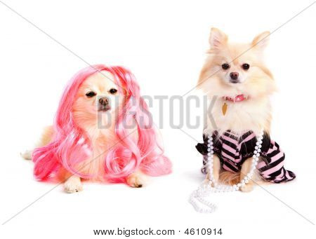 Diva Dogs