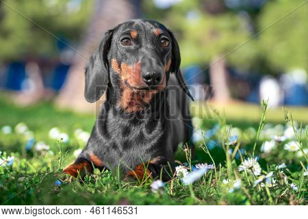 Cute Dachshund Puppy Lies On Green Meadow With Daisies In Spring Sun. Small Dog Rest On Lawn In Flow