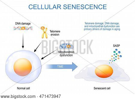 Cellular Senescence. From Normal To Senescent Cell. Telomere And Dna Damaged, Mitochondrial Dysfunct