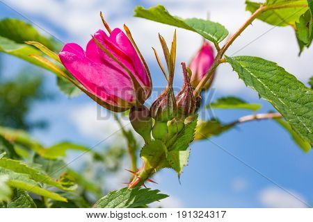 Briar Flowers, A Bush Of A Blossoming Dog Rose