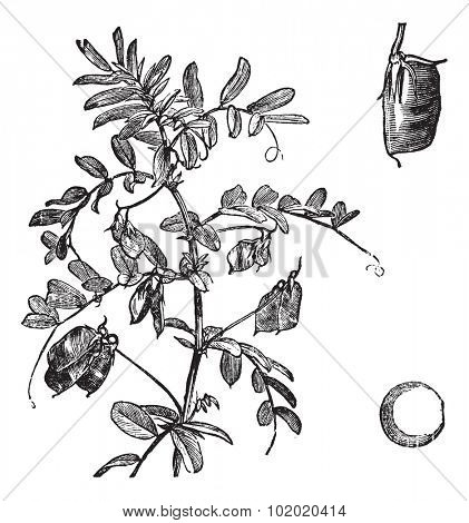 Cultivated lentil (Lens Ervum), vintage engraved illustration. Trousset encyclopedia (1886 - 1891).