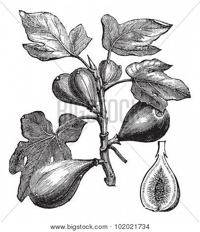 Common Fig or Ficus carica, vintage engraving. Old engraved illustration of Common Fig showing fruits. Trousset encyclopedia (1886 - 1891).