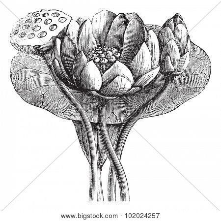 American Lotus or Nelumbo lutea, vintage engraved illustration. Trousset encyclopedia (1886 - 1891).