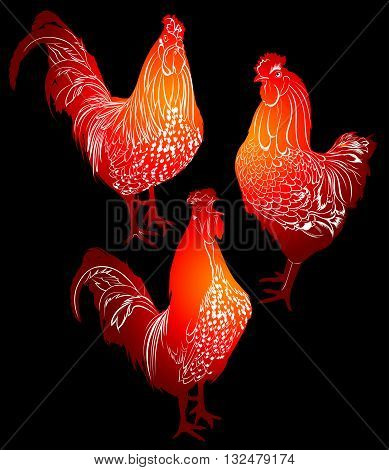 cock. cock bird. cock bird farm. red cock. red cock on a black background.