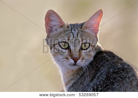 Portrait of an African wild cat (Felis silvestris lybica), Kalahari desert, South Africa