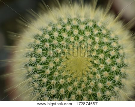 Cactus. Cactus thorns. Macro cactus thorns. Close up thorns of cactus. Cactus Background.