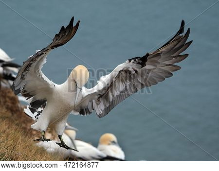 Gannets Are Seabirds Comprising The Genus Morus In The Family Sulidae, Closely Related To Boobies. G