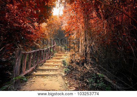 Fantasy Autumn Forest With Path Way Through Dense Trees