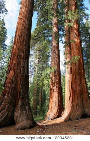 Ungkarlen och tre gracerna, Mariposa Grove, Yosemite