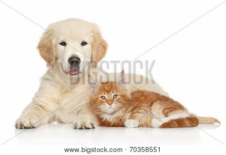 Golden Retriever Puppy And Ginger Kitten