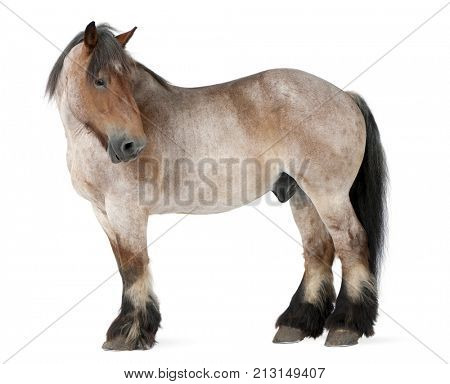 Belgian horse, Belgian Heavy Horse, Brabancon, a draft horse breed, 16 years old, standing in front of white background