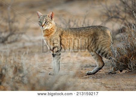 An African wild cat (Felis silvestris lybica), Kalahari desert, South Africa
