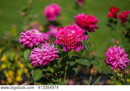 The Flowers Of Wild Rose Medicinal. Blooming Wild Rose Bush. Rose Hip Flowers Close-up.