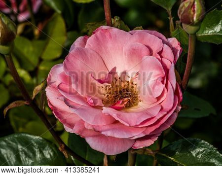 The Flowers Of Wild Rose Medicinal. Blooming Wild Rose Bush. Rose Hip Flowers Close-up.