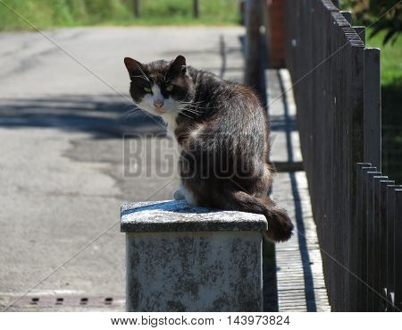 Black and white Domestic cat domesticated housecat aka Felis catus or Felis silvestris mammal animal