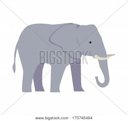 Elephant large cartoon mammal isolated on white. African bush or forest elephant and Asian elephant. Has large ears, concave back, wrinkled skin, sloping abdomen. Sticker for children. Vector