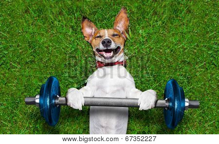 Fitness Dog