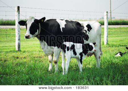 Cow And Calf