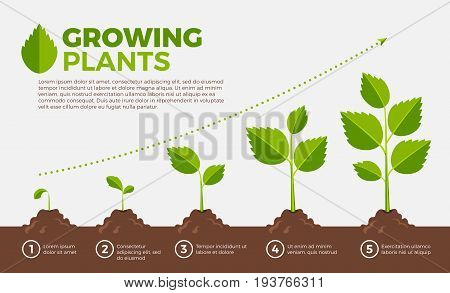 Different steps of growing plants. Vector illustration in cartoon style. Cultivation and botanical, step growing order