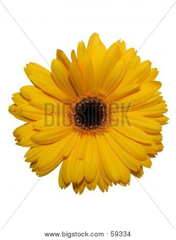 Yellow Gerbera Flower Isolated