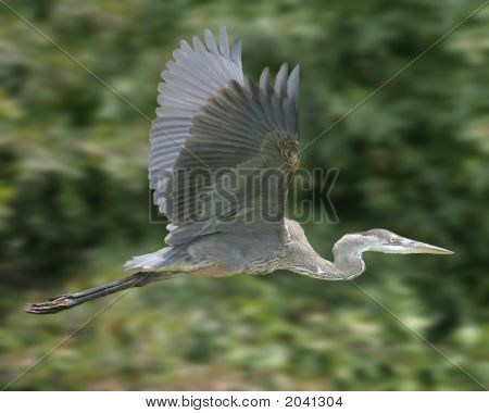 Great Blue Heron flygande