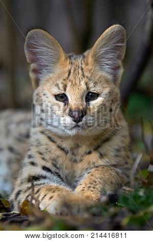 Close up young serval cat (Felis serval)