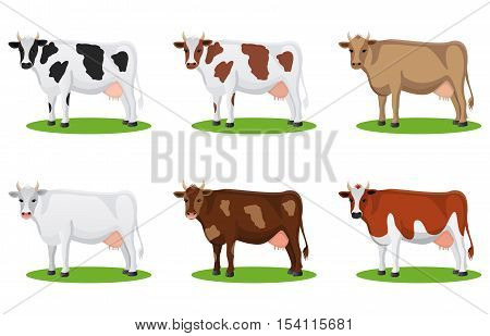 Set of different breeds cows isolated. Cartoon cows action set. Collection cartoon cow vector.