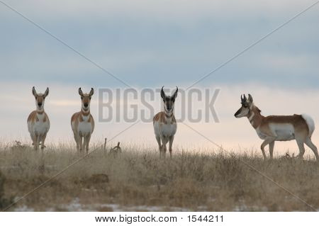 Pronghorn Herd