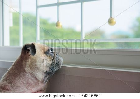 Close-up Face of Cute Pug Puppy Dog Looking Out a Window. Concept of lonely pug dog. Pug alone like forsake. Pug waiting owner